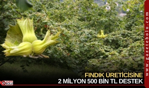 FINDIK ÜRETİCİSİNE 2 MİLYON 500 BİN TL DESTEK